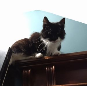 Meet your Posher, Nikki